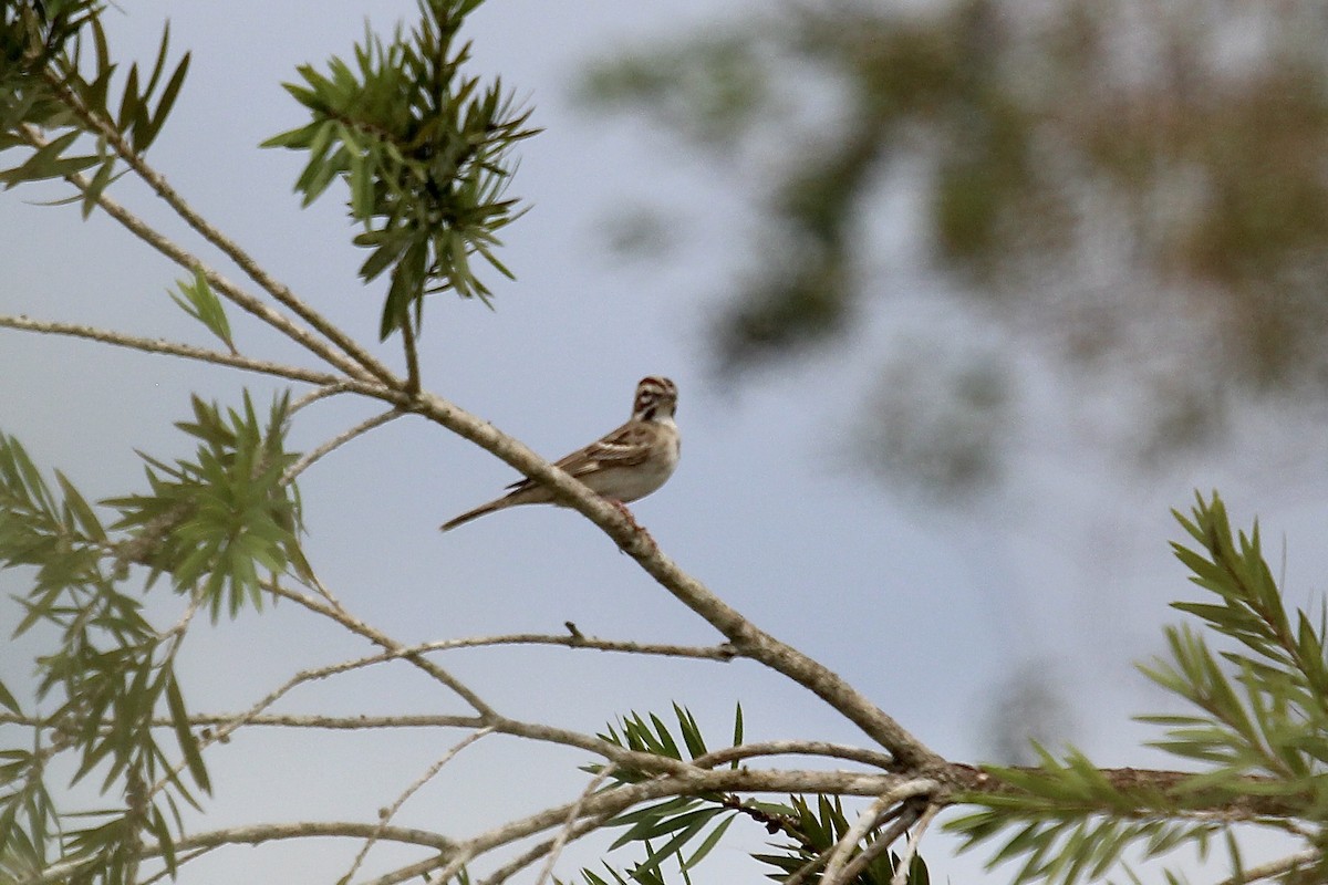 Lark Sparrow - ML623772808