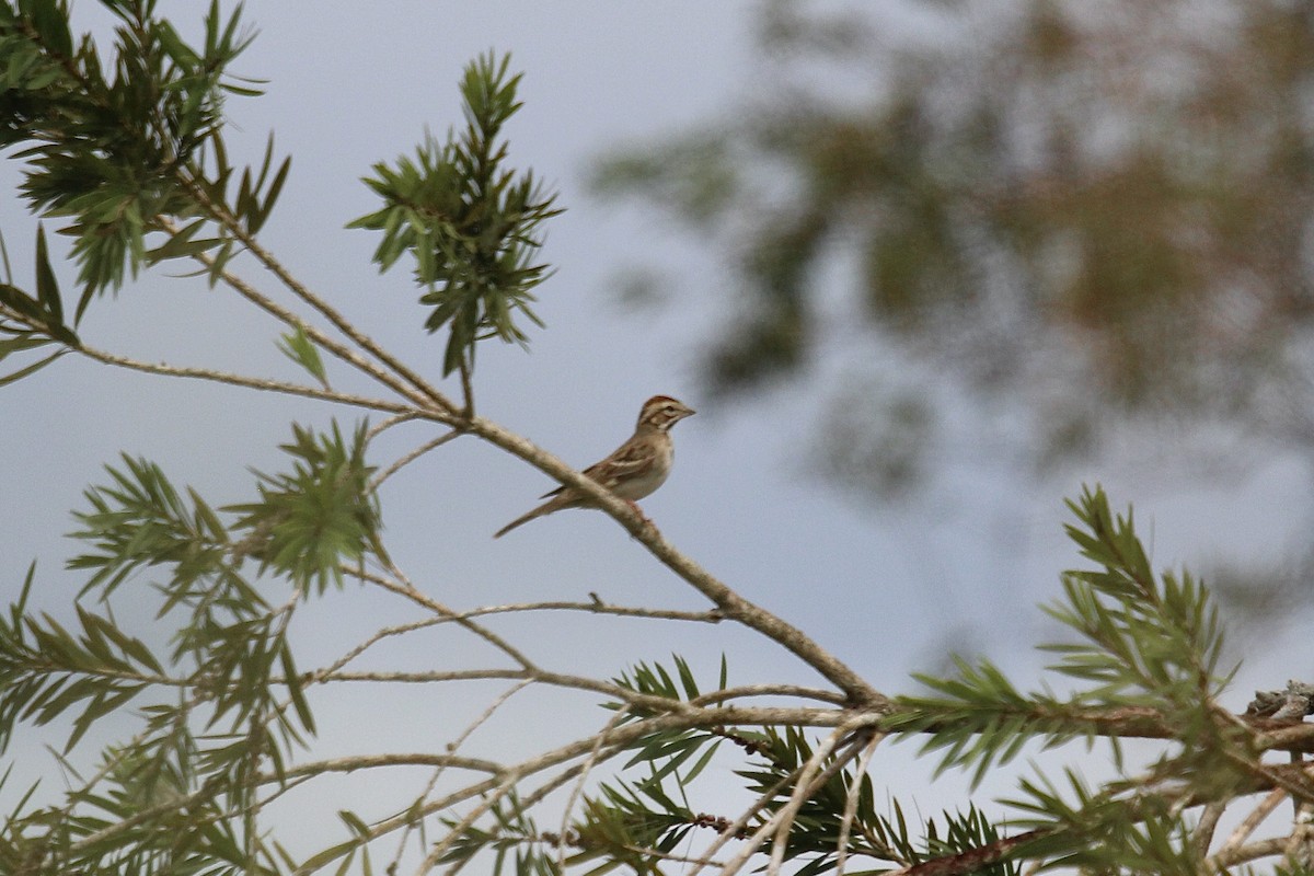 Lark Sparrow - ML623772809