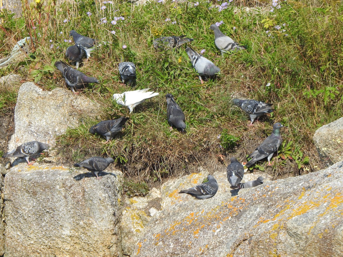 Rock Pigeon (Feral Pigeon) - Dan Stoker