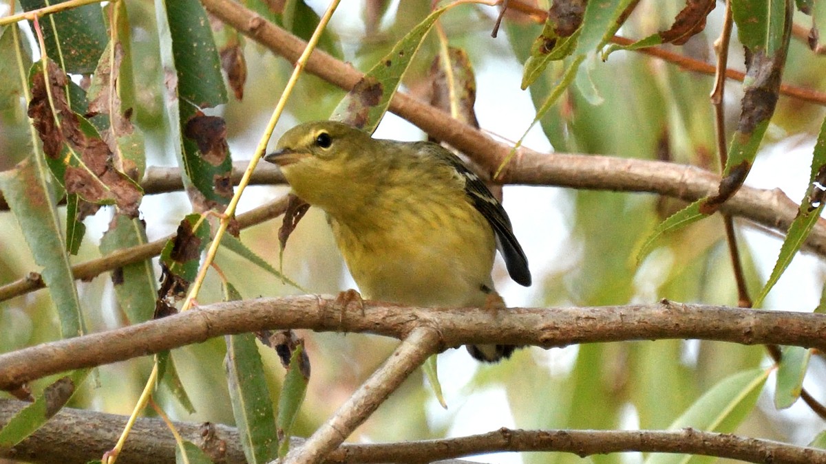 Blackpoll Warbler - Dominic Sherony