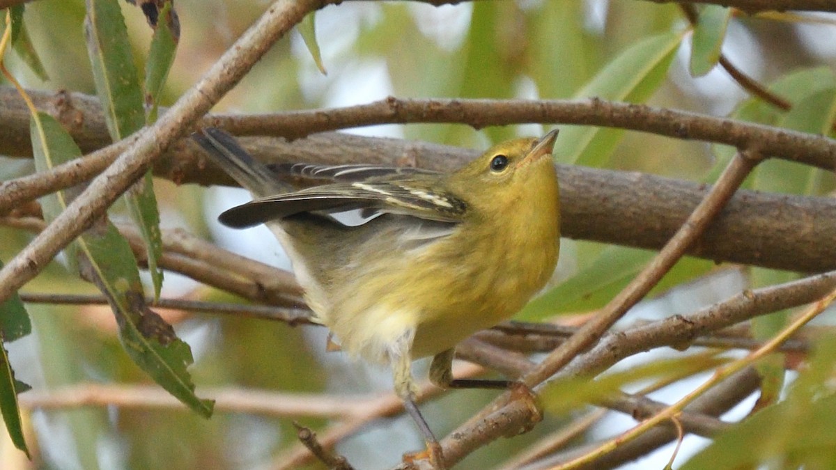 Blackpoll Warbler - Dominic Sherony