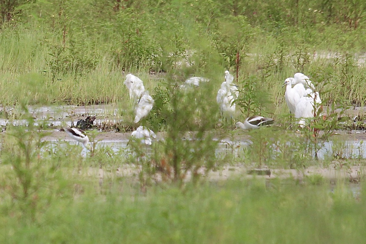 American Avocet - ML623772822