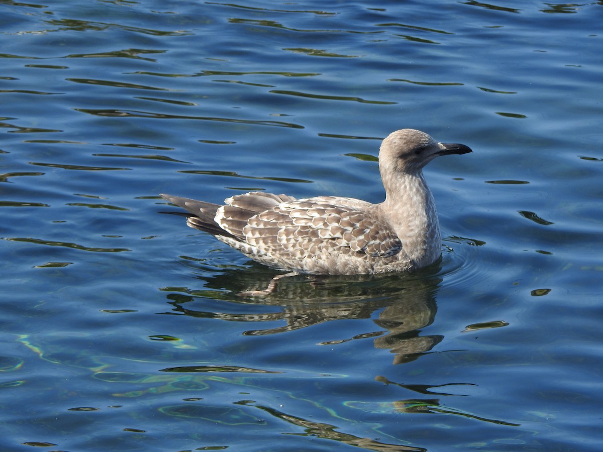 gråmåke (smithsonianus) (amerikagråmåke) - ML623772824