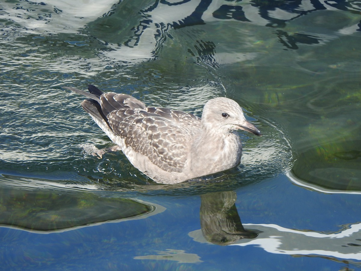 Herring Gull (American) - Dan Stoker