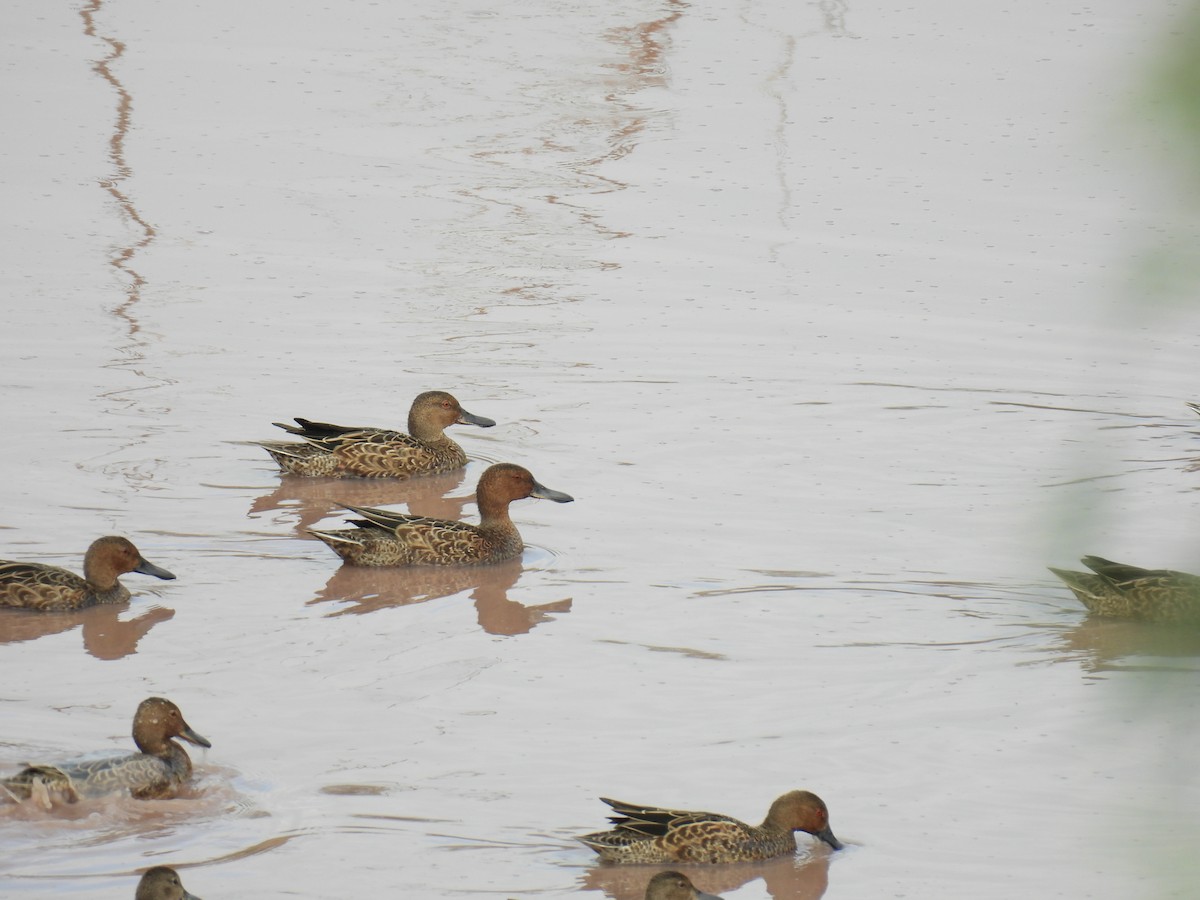 Cinnamon Teal - ML623772826