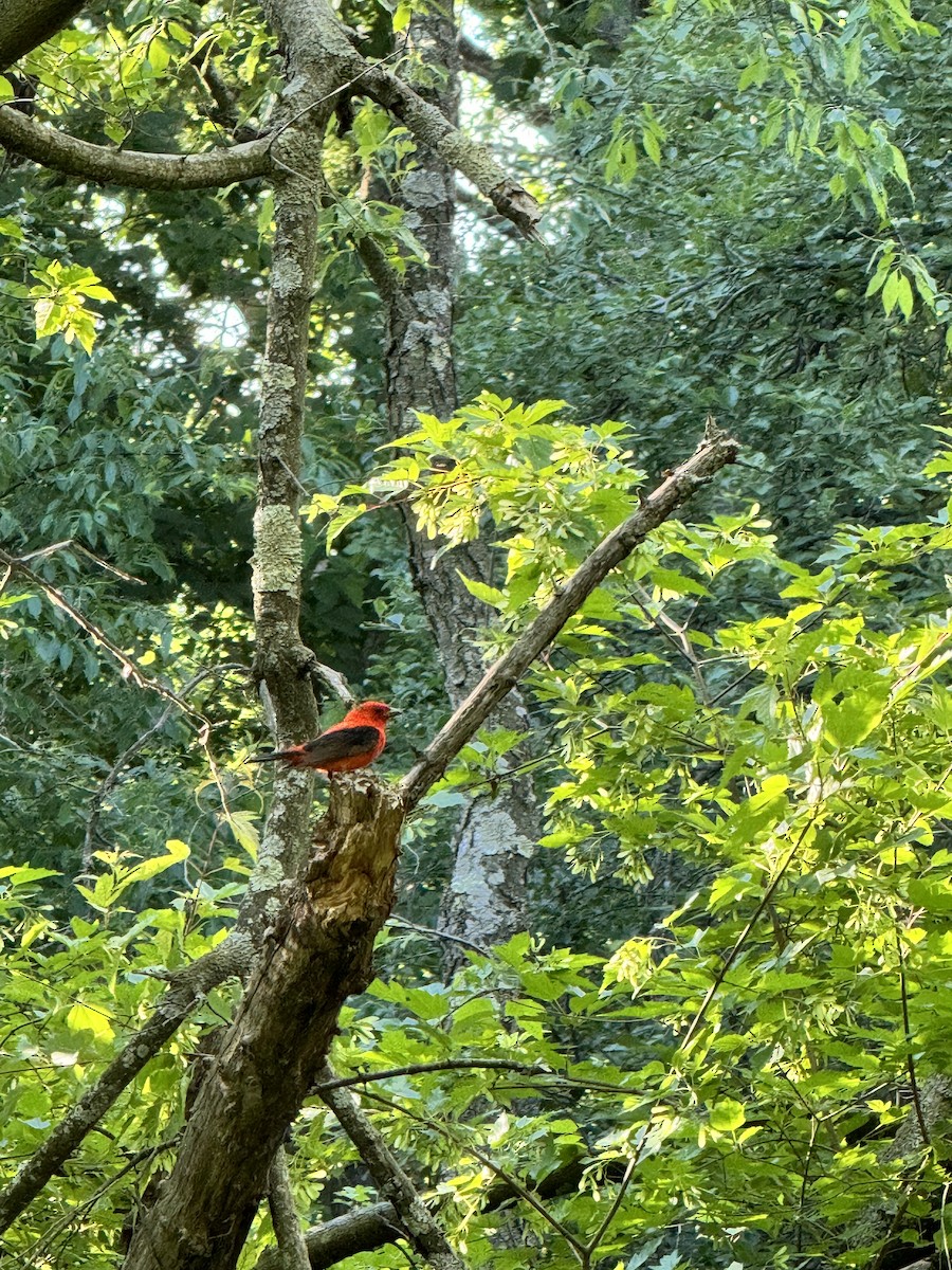 Scarlet Tanager - ML623772831