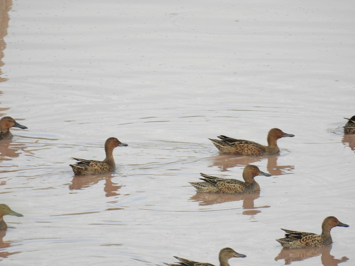 Cinnamon Teal - ML623772837