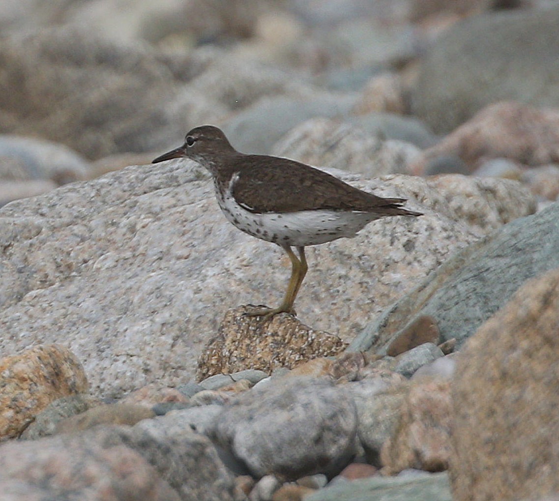 Spotted Sandpiper - ML623772841