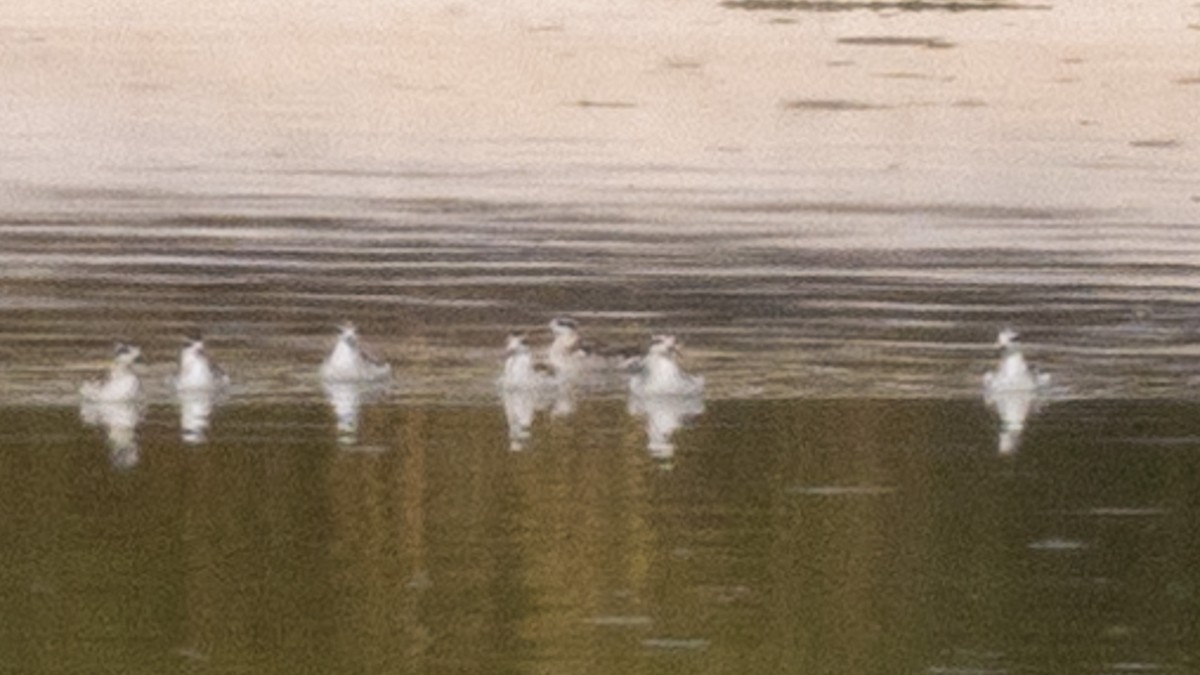 Red-necked Phalarope - ML623772842