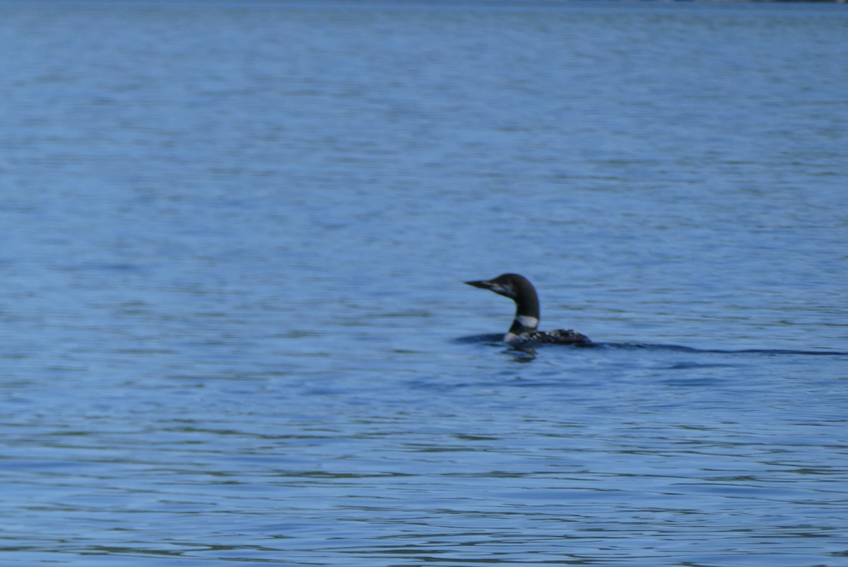 Plongeon huard - ML623772843