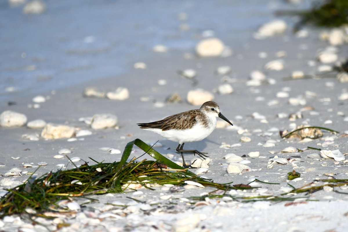 Bergstrandläufer - ML623772845