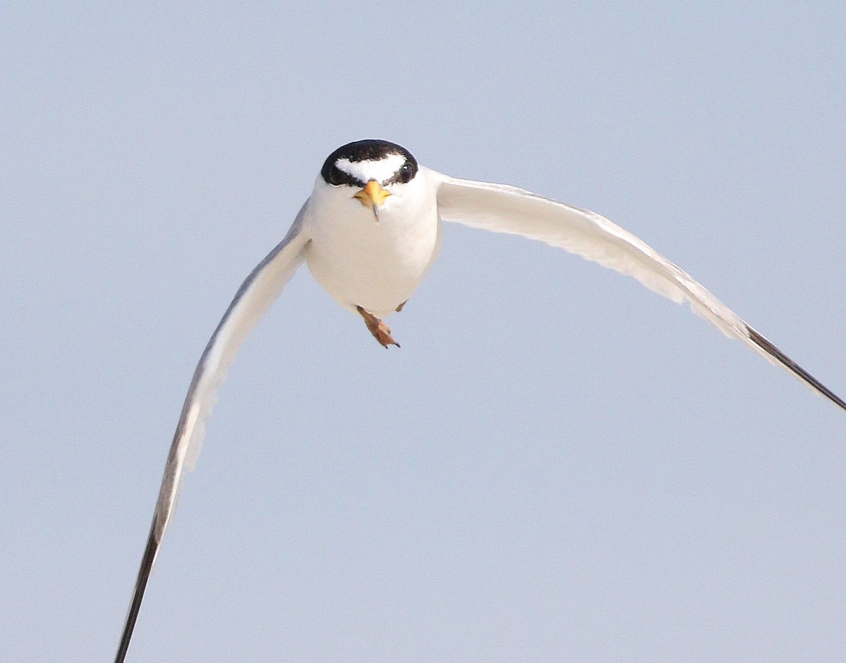 Least Tern - Michael Blust