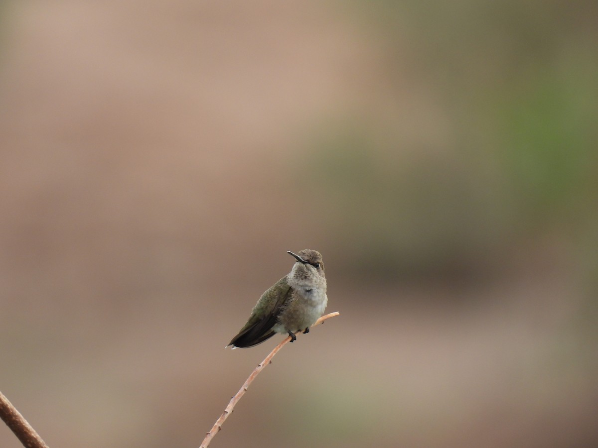 Black-chinned Hummingbird - ML623772860