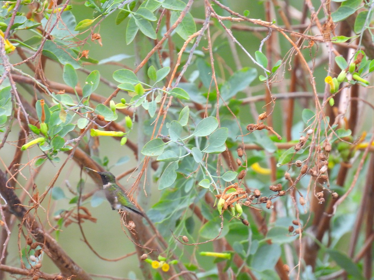 Black-chinned Hummingbird - ML623772874