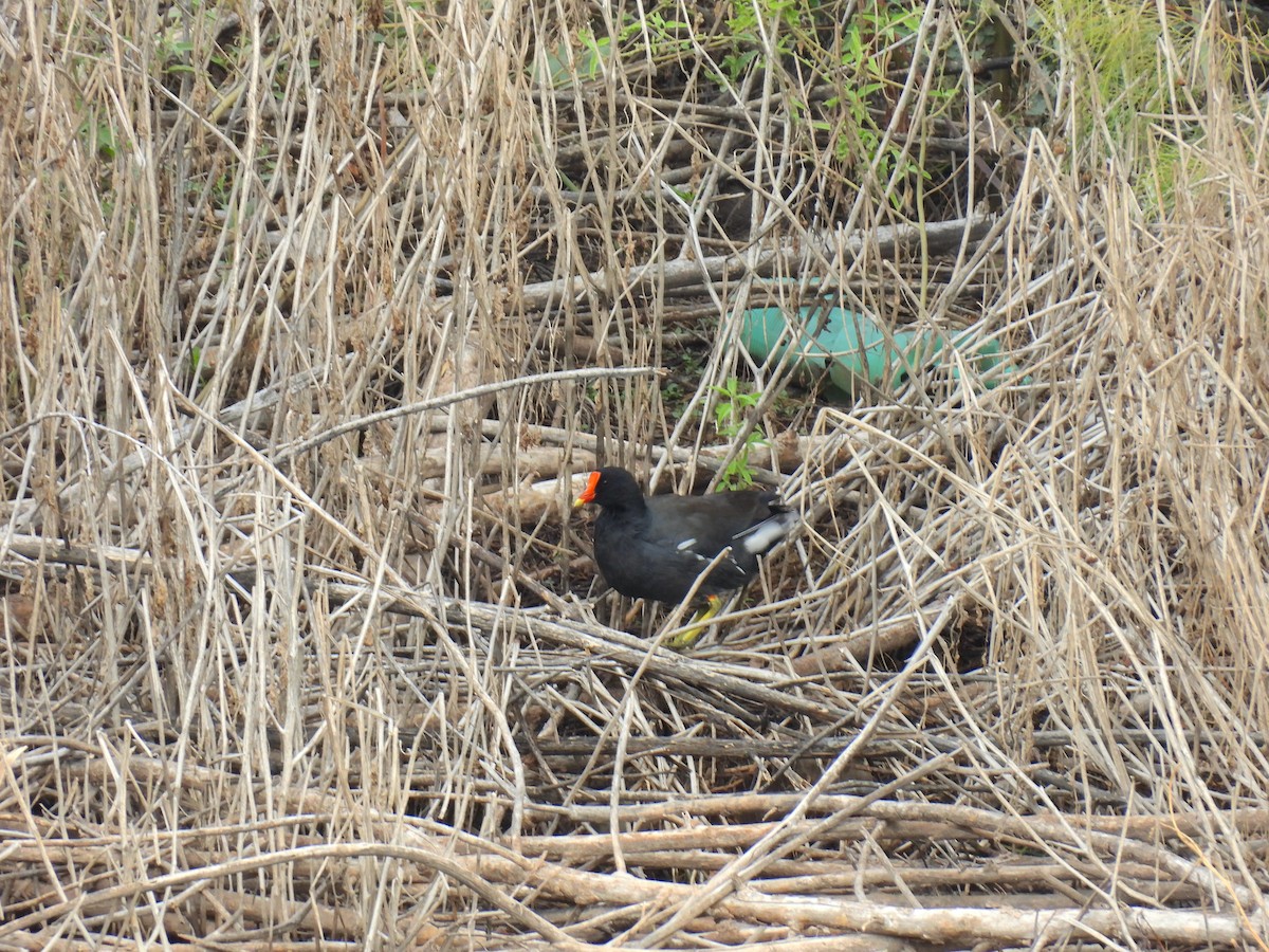 Common Gallinule - ML623772879