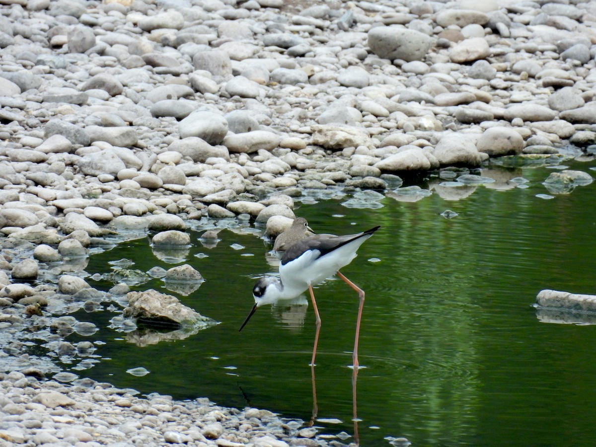 Black-necked Stilt - ML623772909