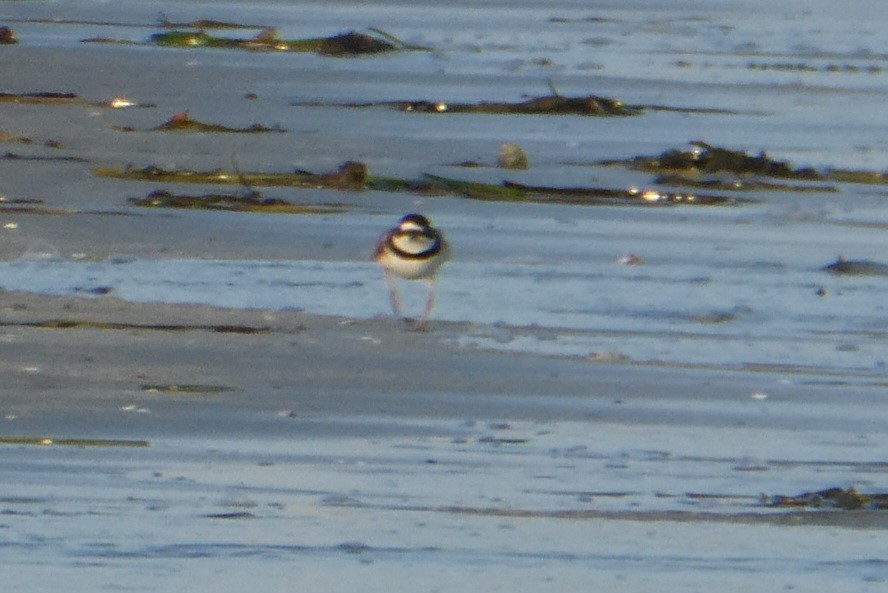 Semipalmated Plover - ML623772926