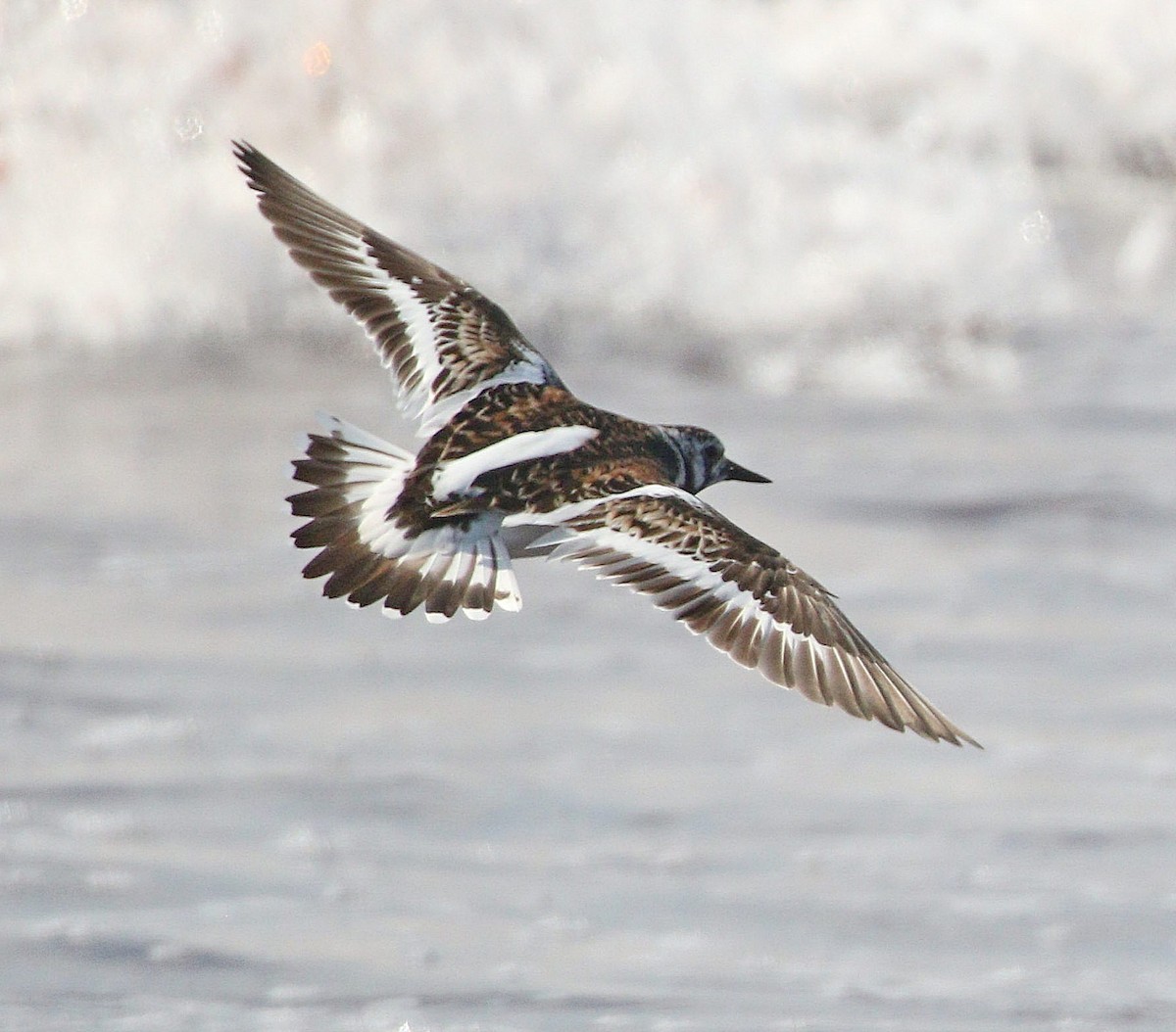 Ruddy Turnstone - ML623772935