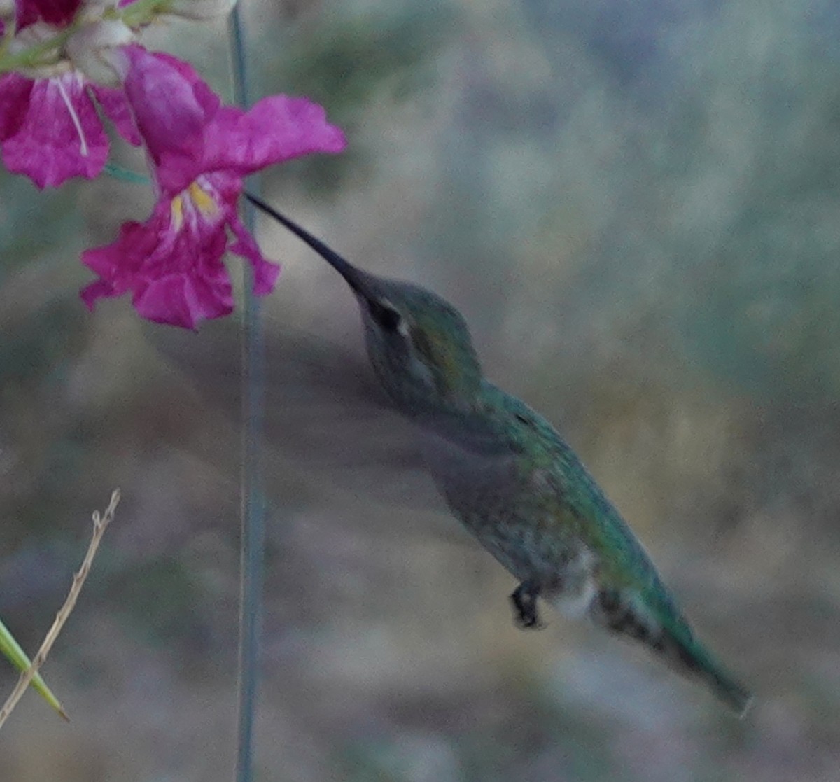 Anna's Hummingbird - ML623772942