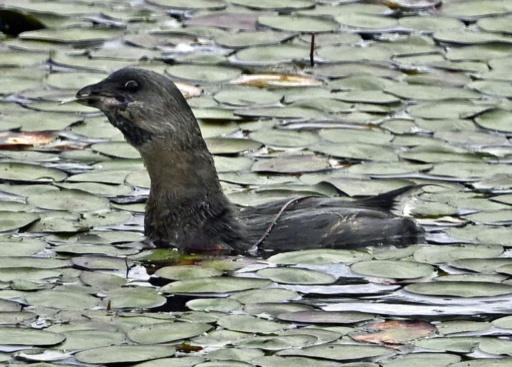 Pied-billed Grebe - ML623772950