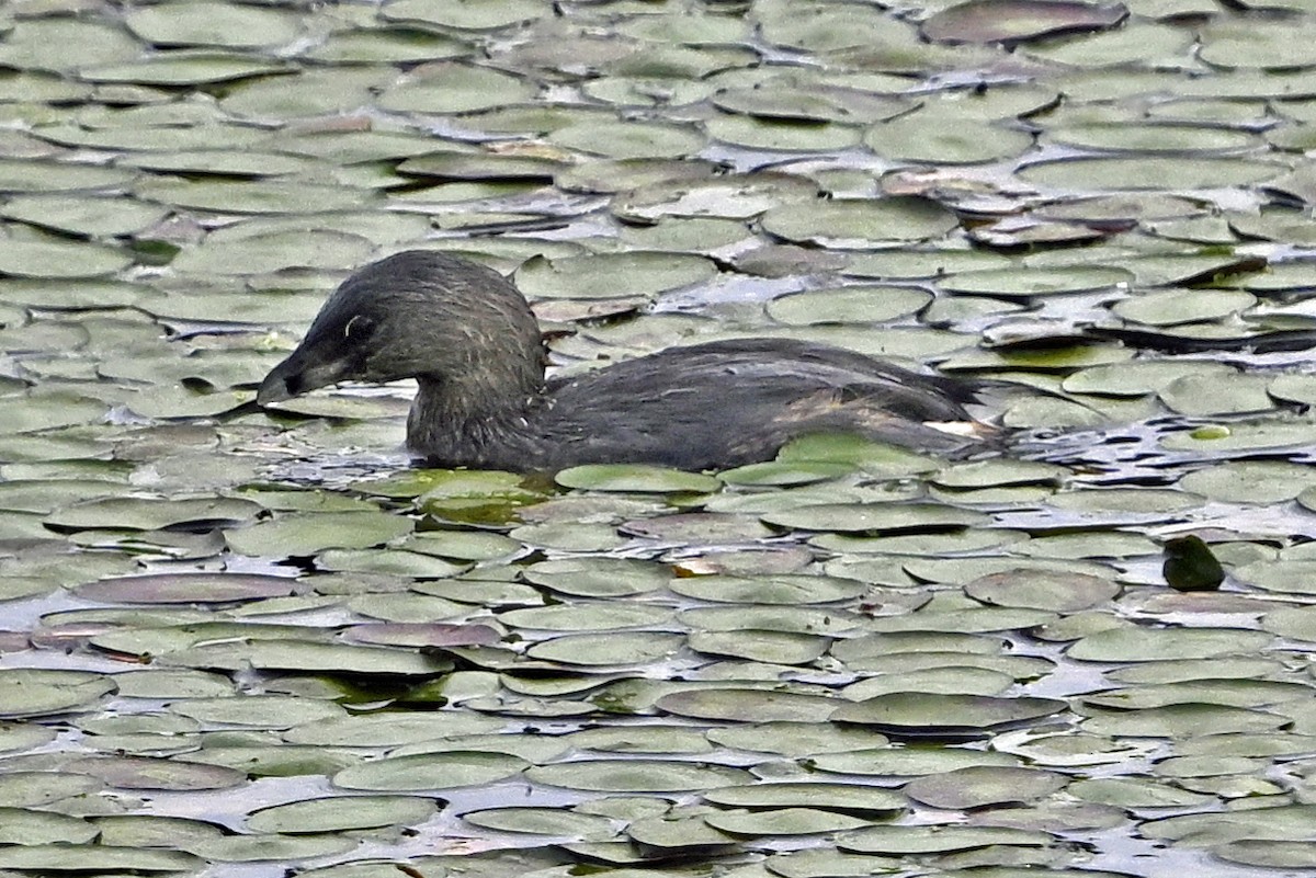 Pied-billed Grebe - ML623772951