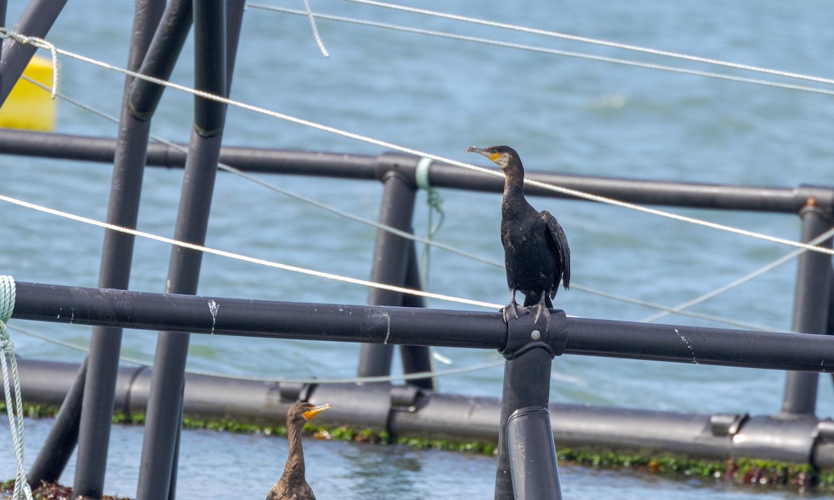 Great Cormorant - Drew Weber