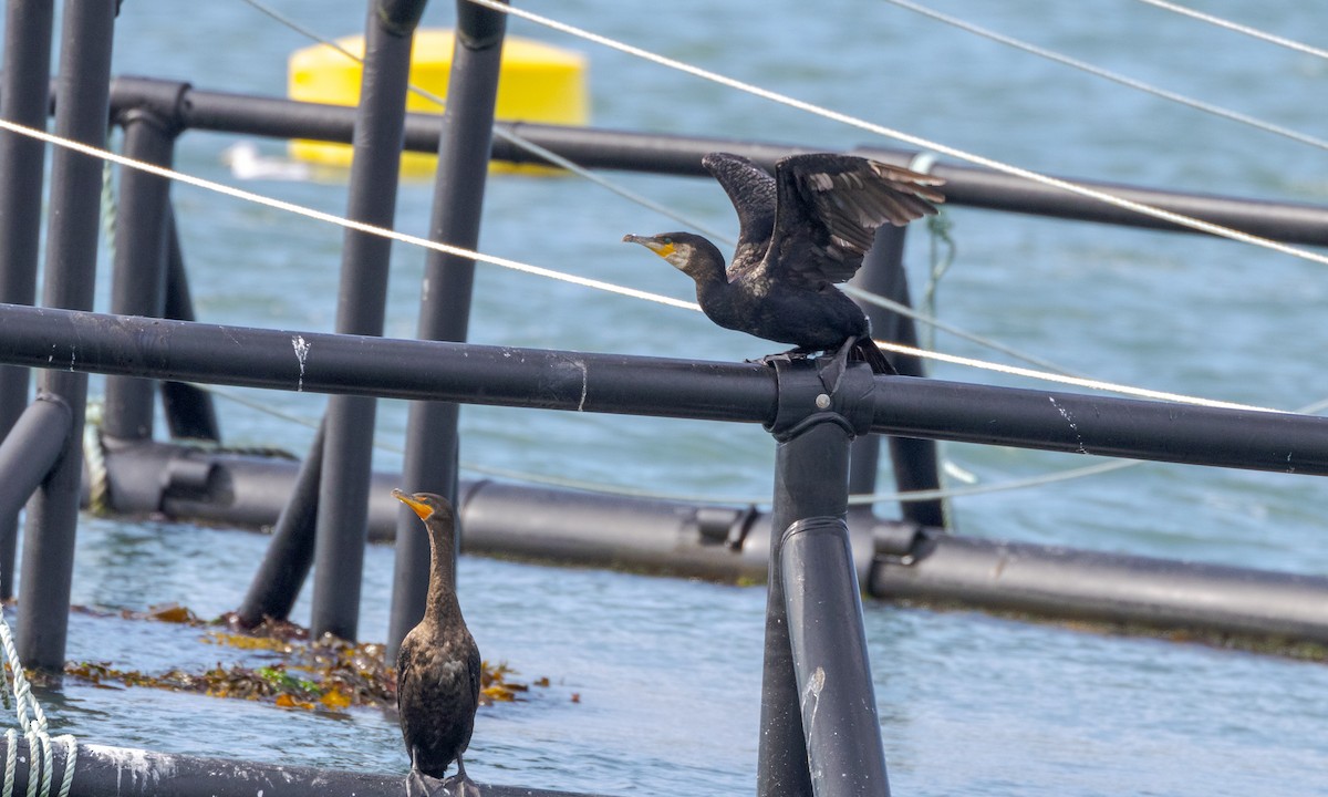 Cormorán Grande - ML623772965