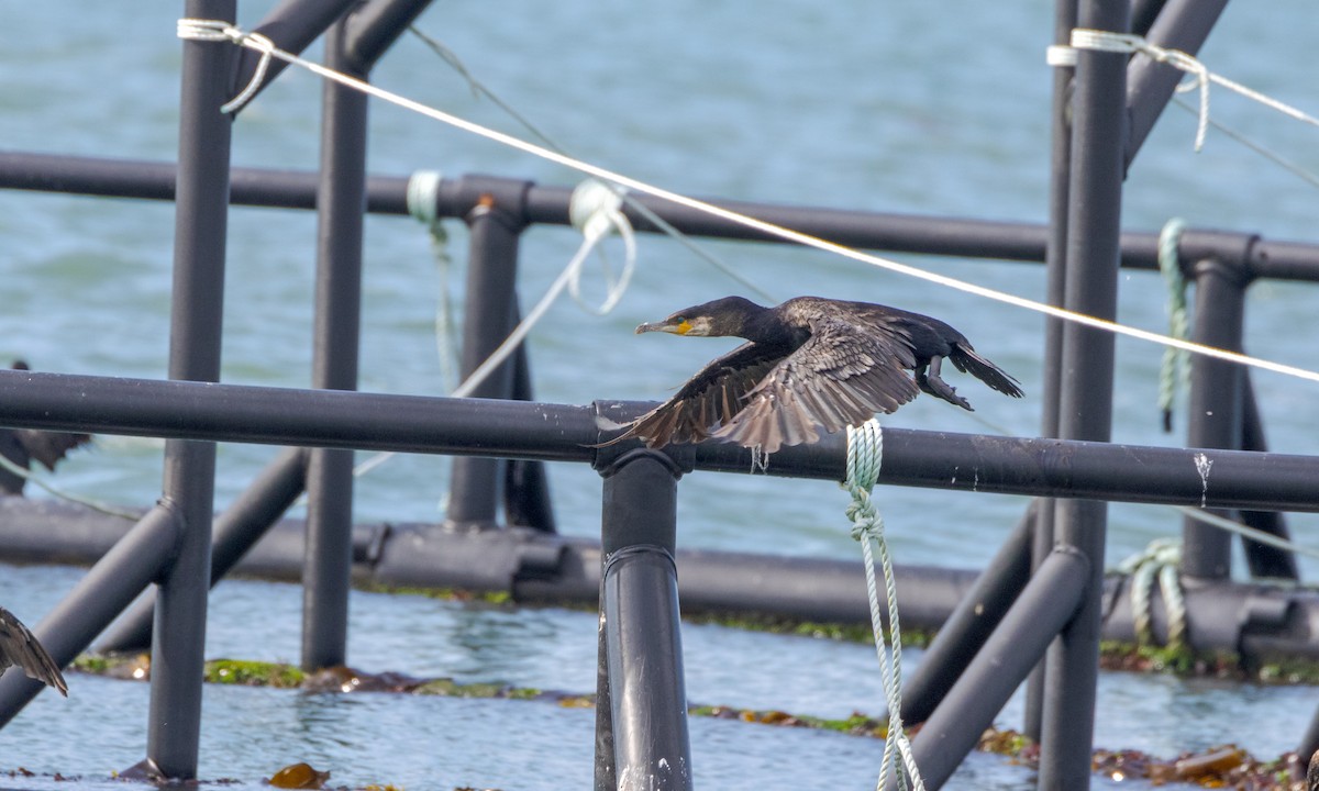 Great Cormorant - ML623772973