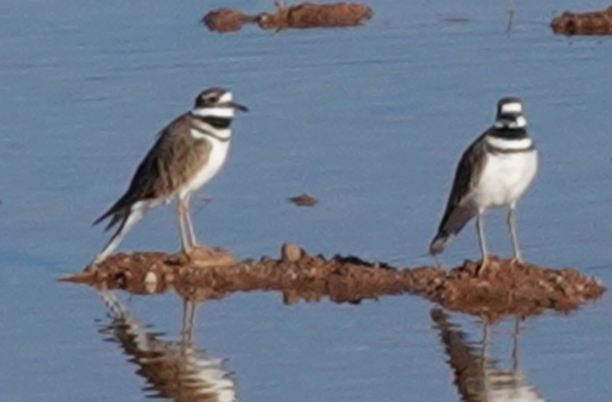 Killdeer - ML623772978