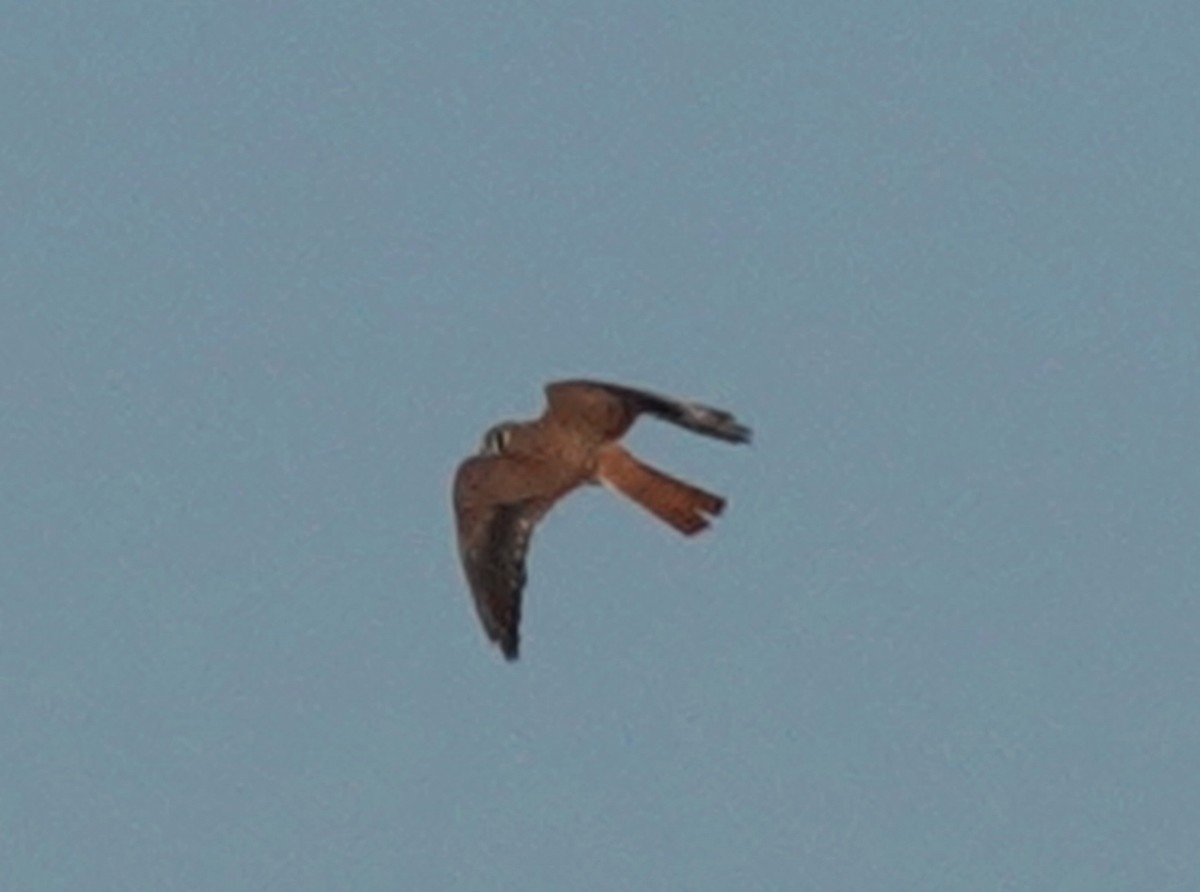 American Kestrel - ML623773004