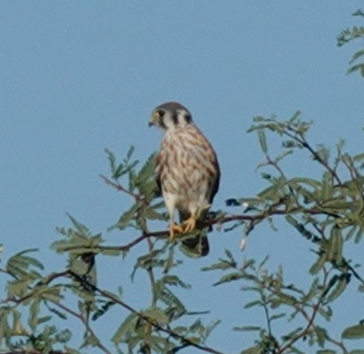 American Kestrel - ML623773010