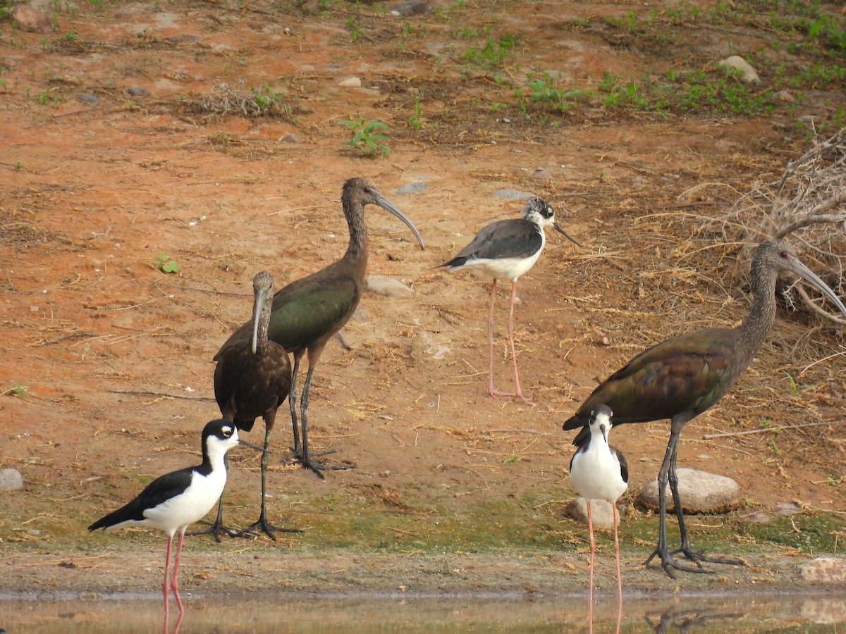 White-faced Ibis - ML623773016