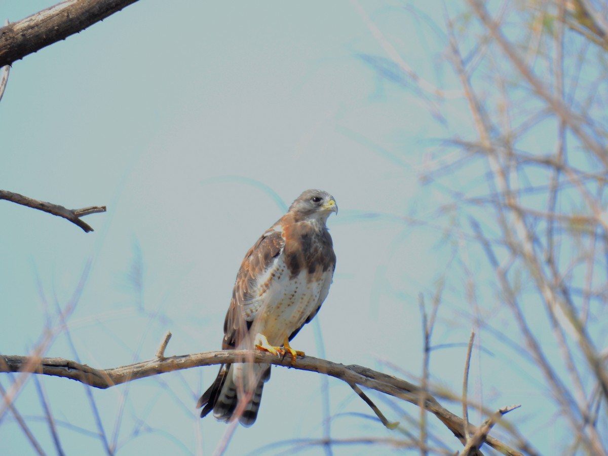 Swainson's Hawk - ML623773028