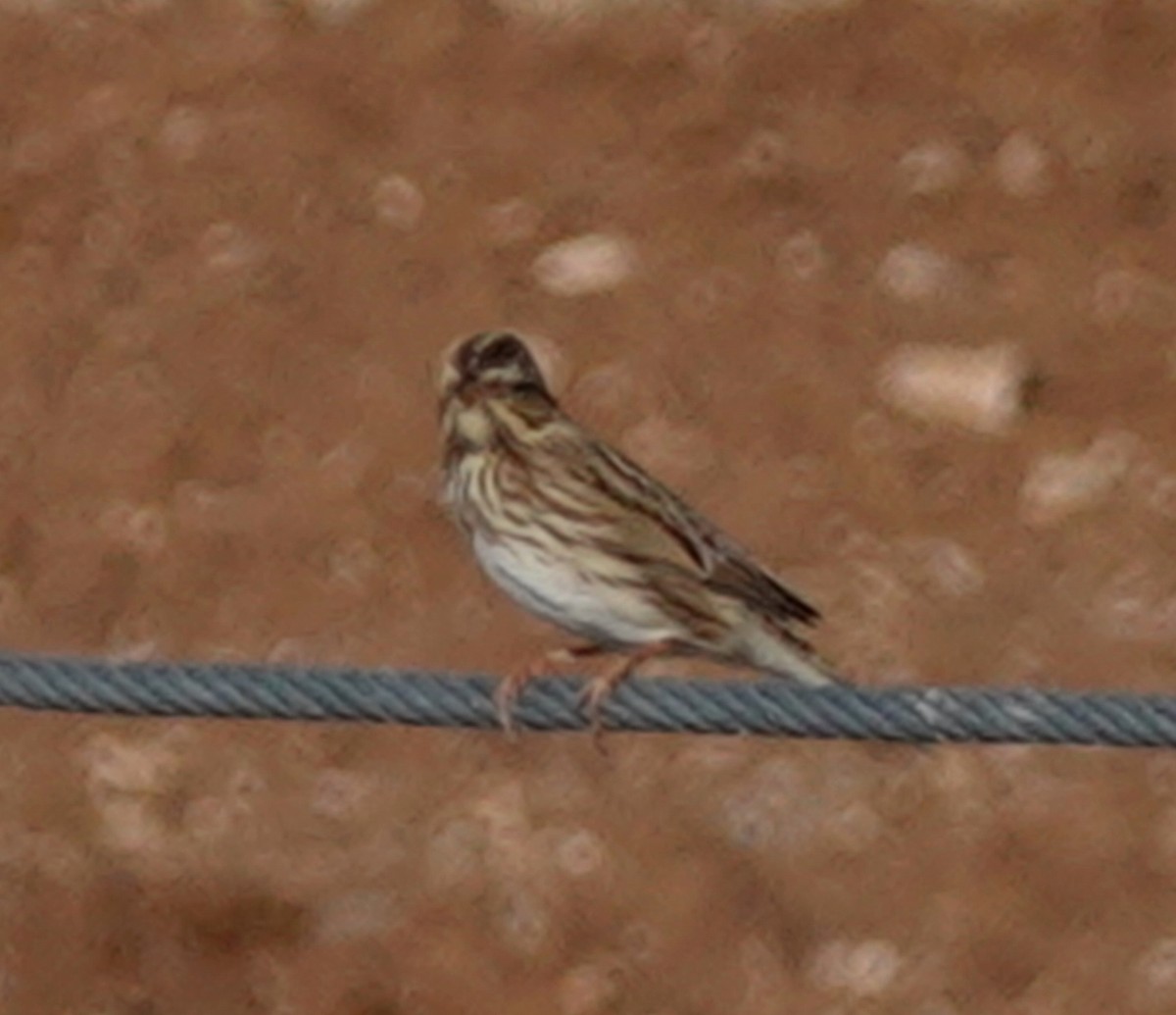 Savannah Sparrow - ML623773050