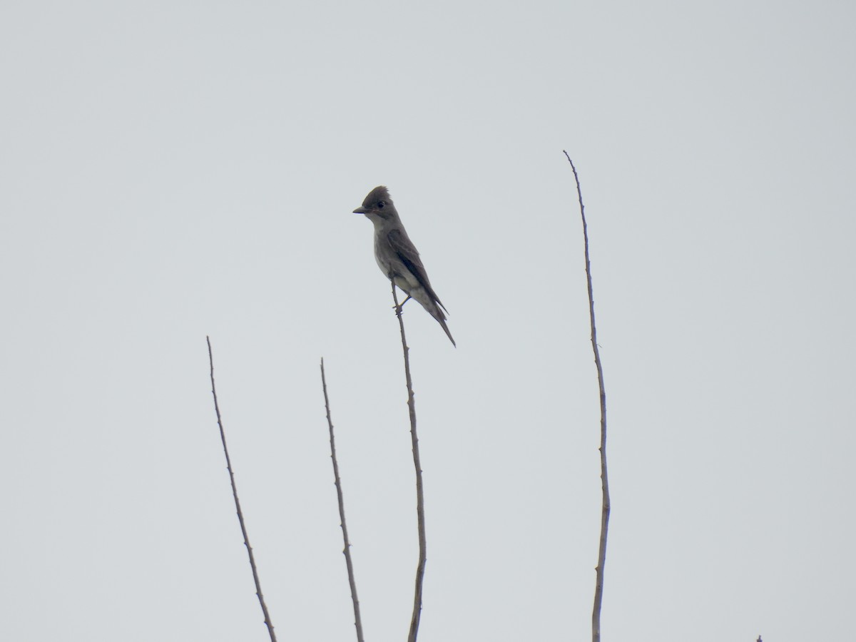 Olive-sided Flycatcher - ML623773056