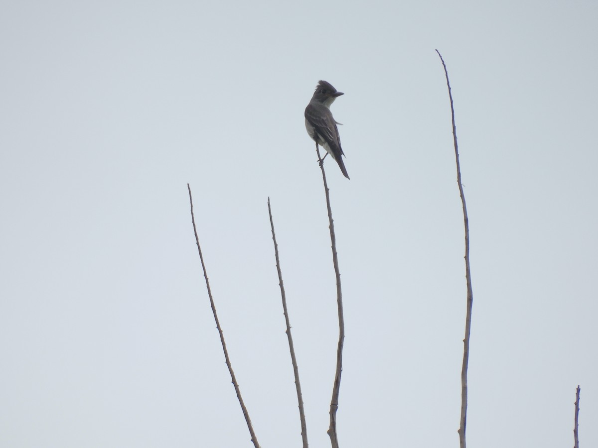 Olive-sided Flycatcher - ML623773062