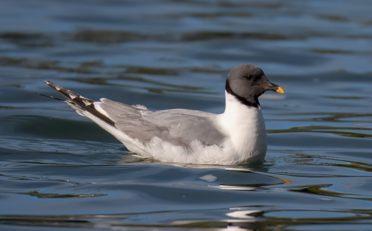 Sabine's Gull - Nicole Kaufmann