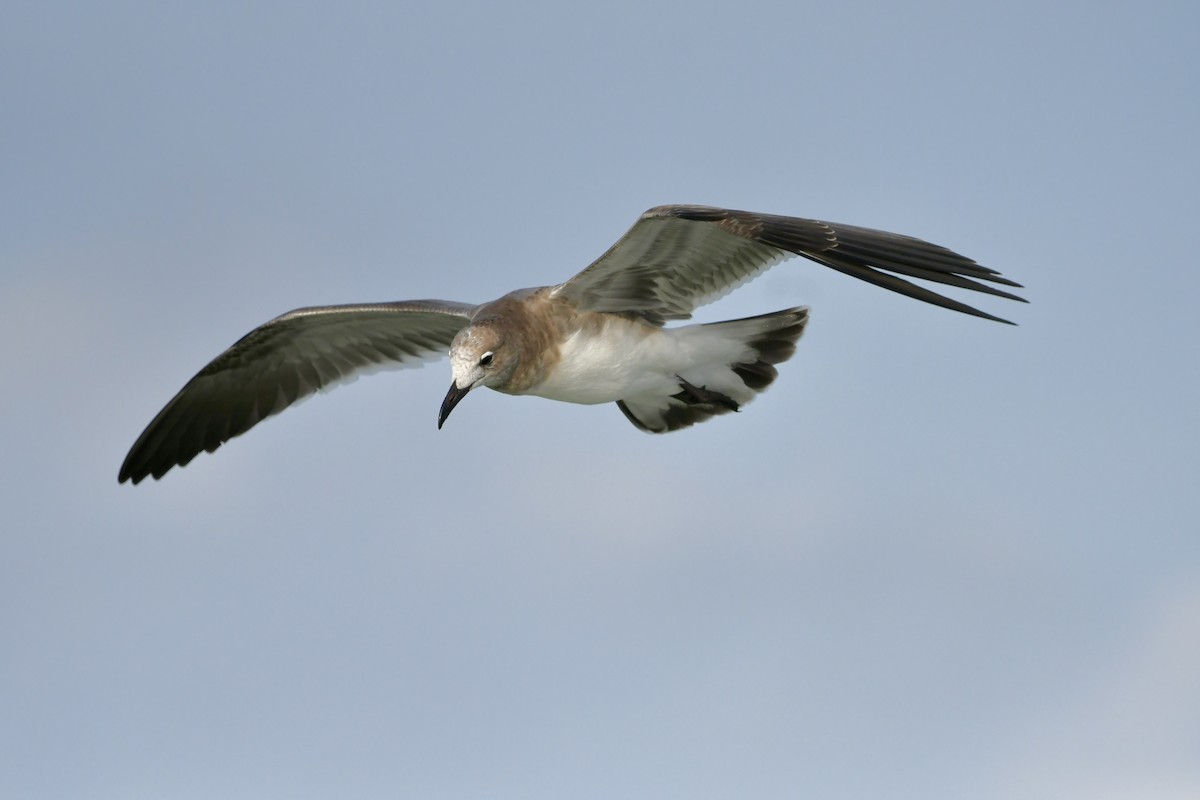 Gaviota Guanaguanare - ML623773107