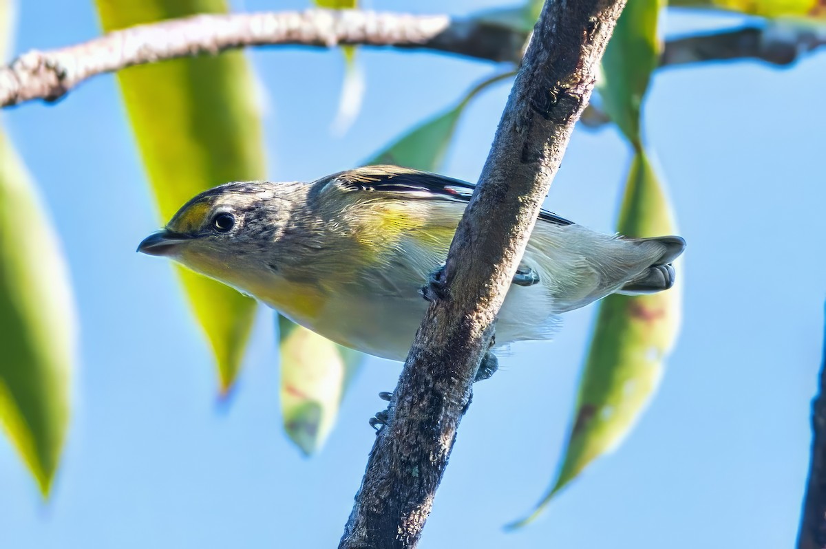 stripediamantfugl (melanocephalus gr.) - ML623773170