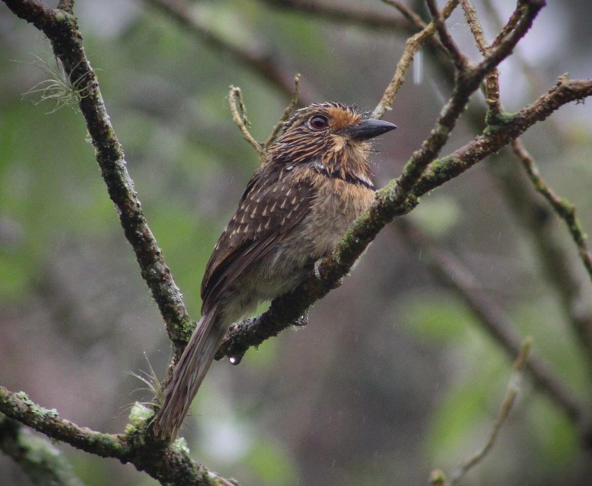 Crescent-chested Puffbird (Greater) - Pedro Behne