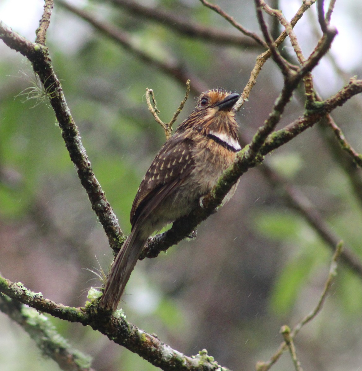 Crescent-chested Puffbird (Greater) - ML623773195