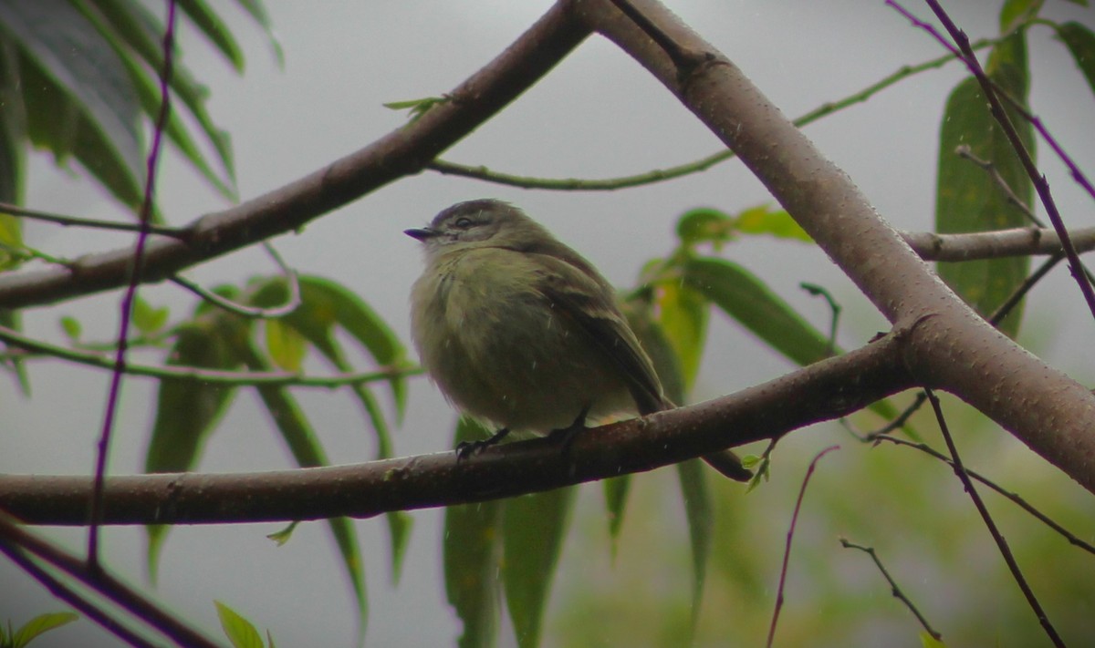 Planalto Tyrannulet - ML623773225