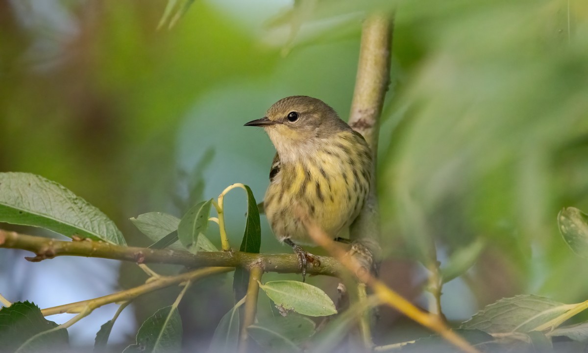 Cape May Warbler - ML623773237