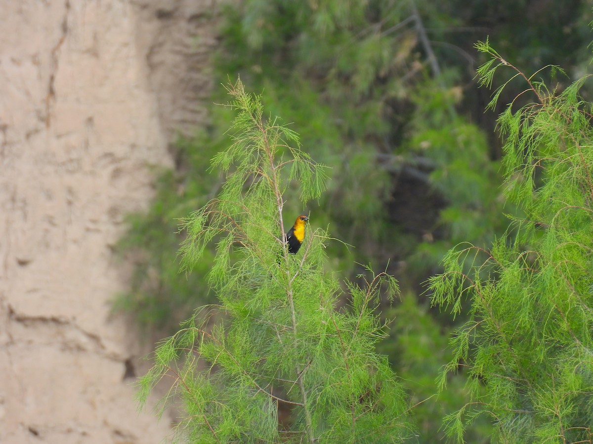 Yellow-headed Blackbird - ML623773242