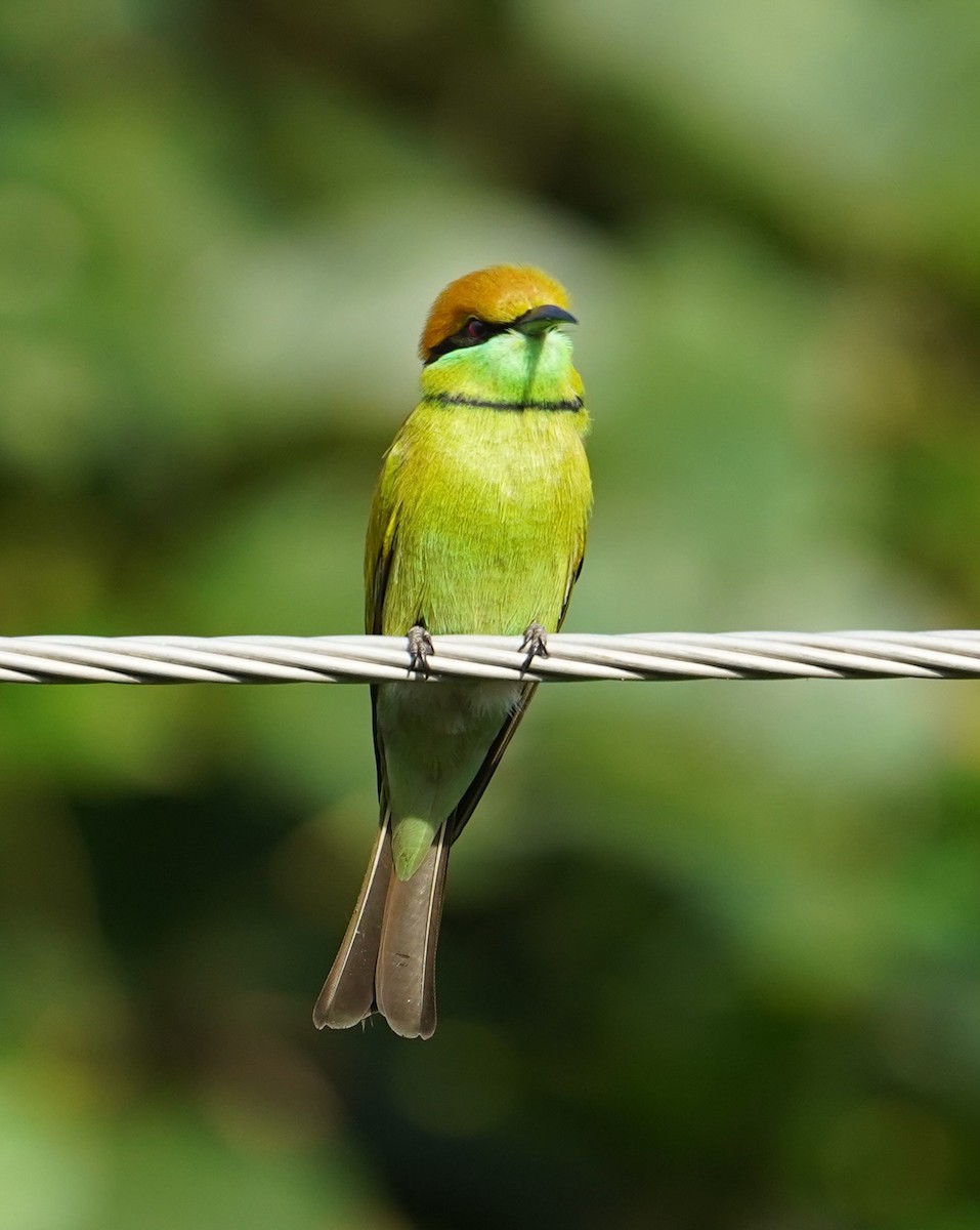 Asian Green Bee-eater - ML623773262