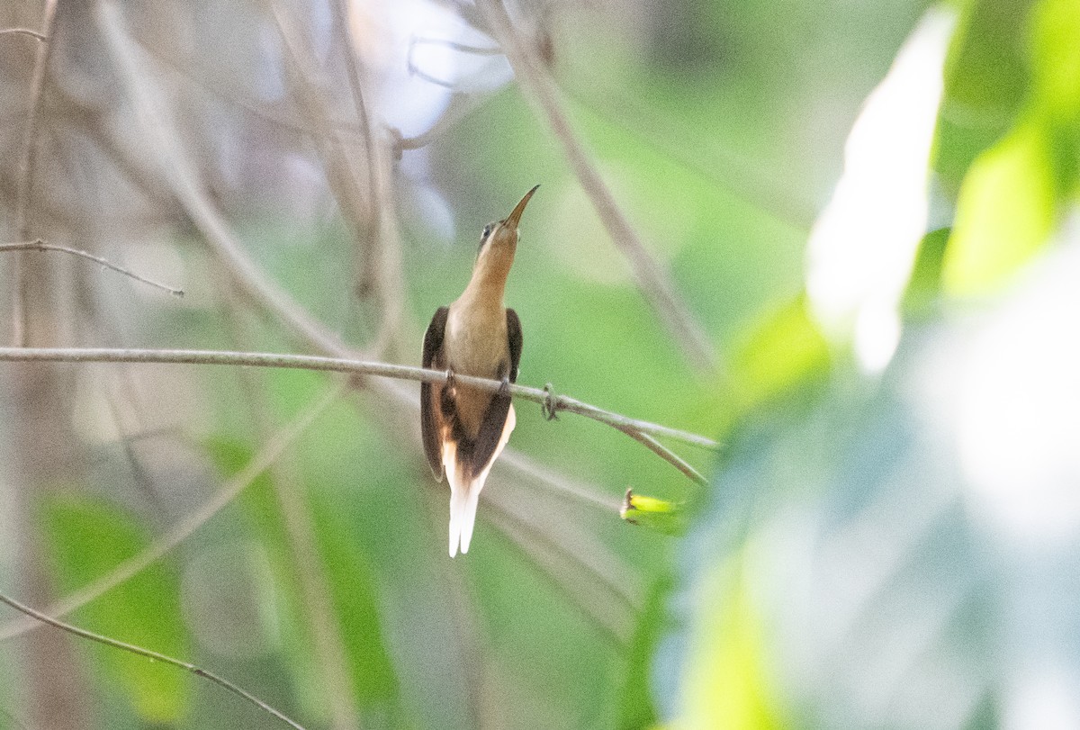 Cinnamon-throated Hermit - ML623773263