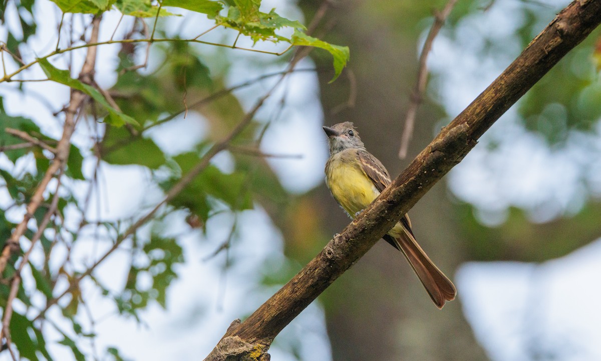 Great Crested Flycatcher - ML623773276