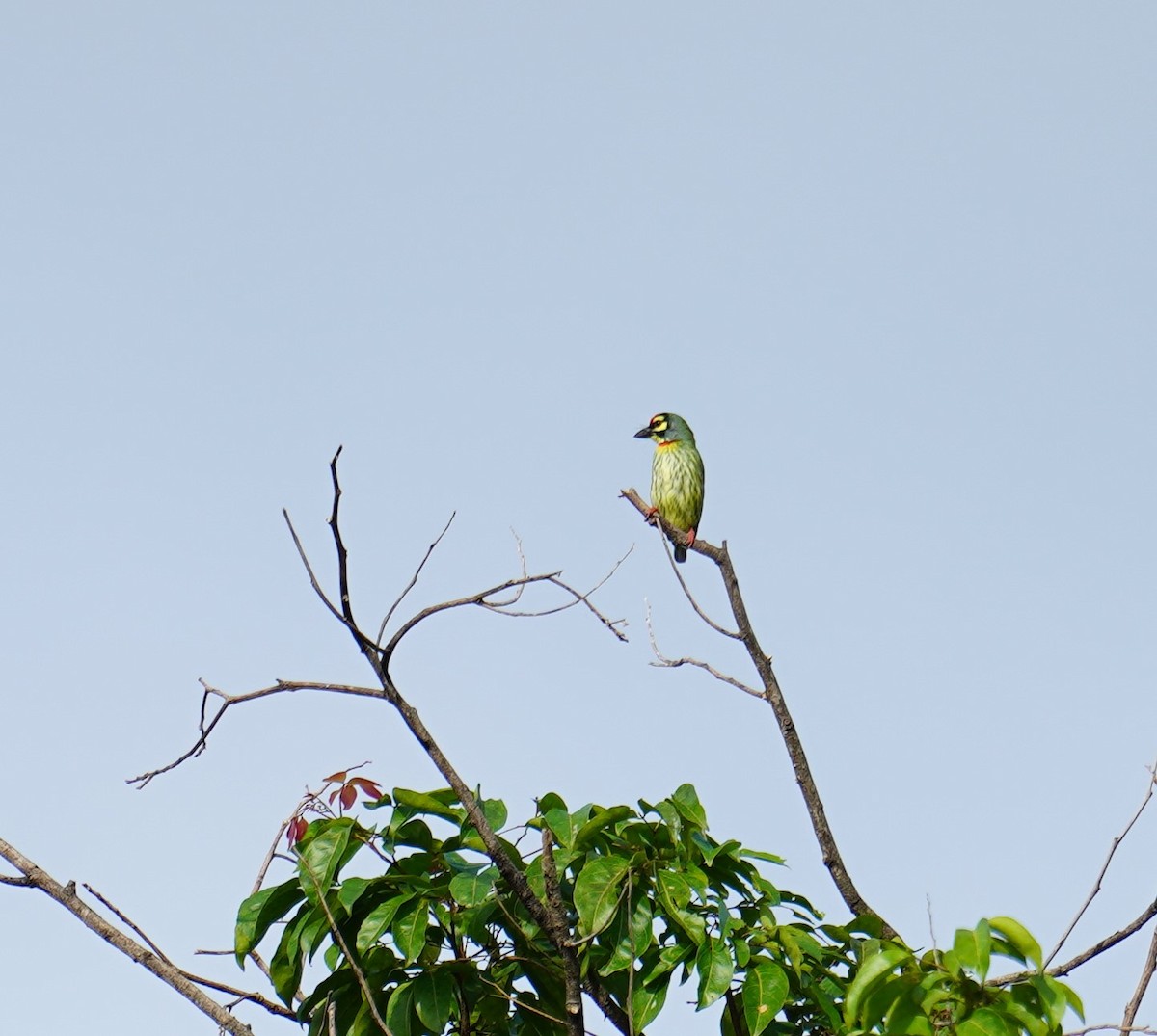 Al Göğüslü Barbet - ML623773279