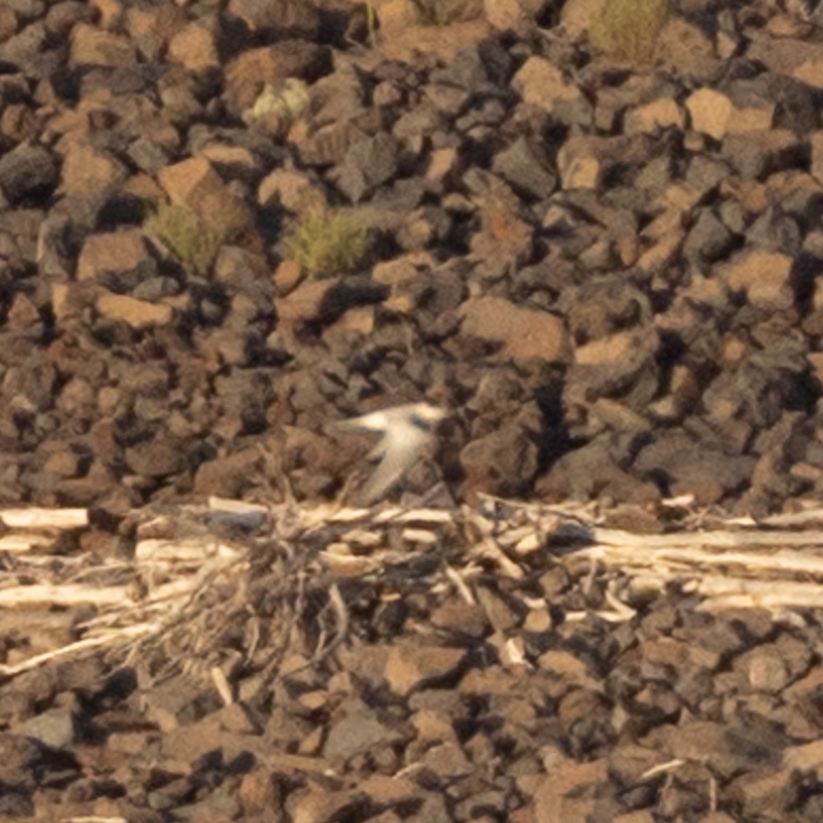 Common Tern - ML623773319