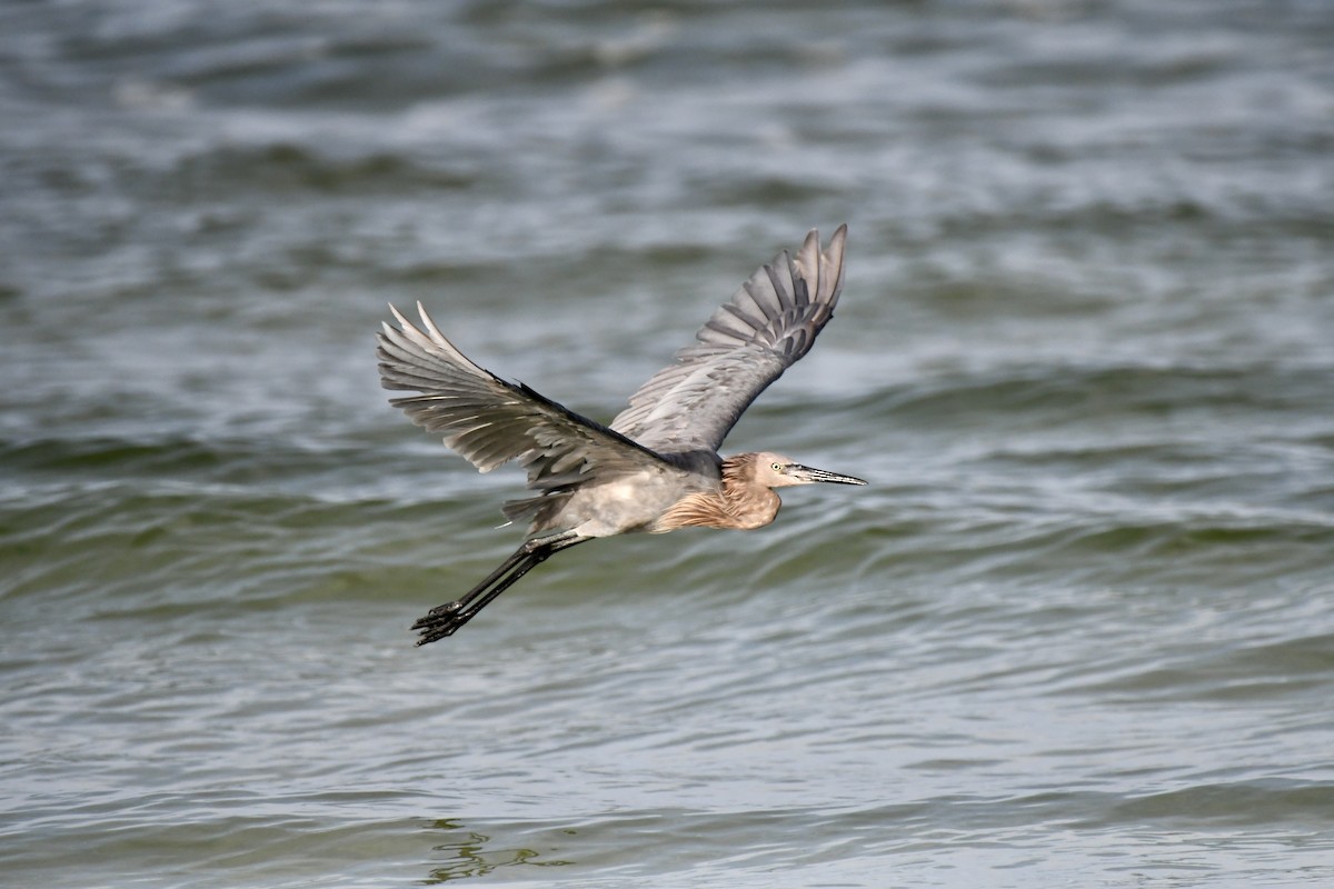 Reddish Egret - Victor Botnaru